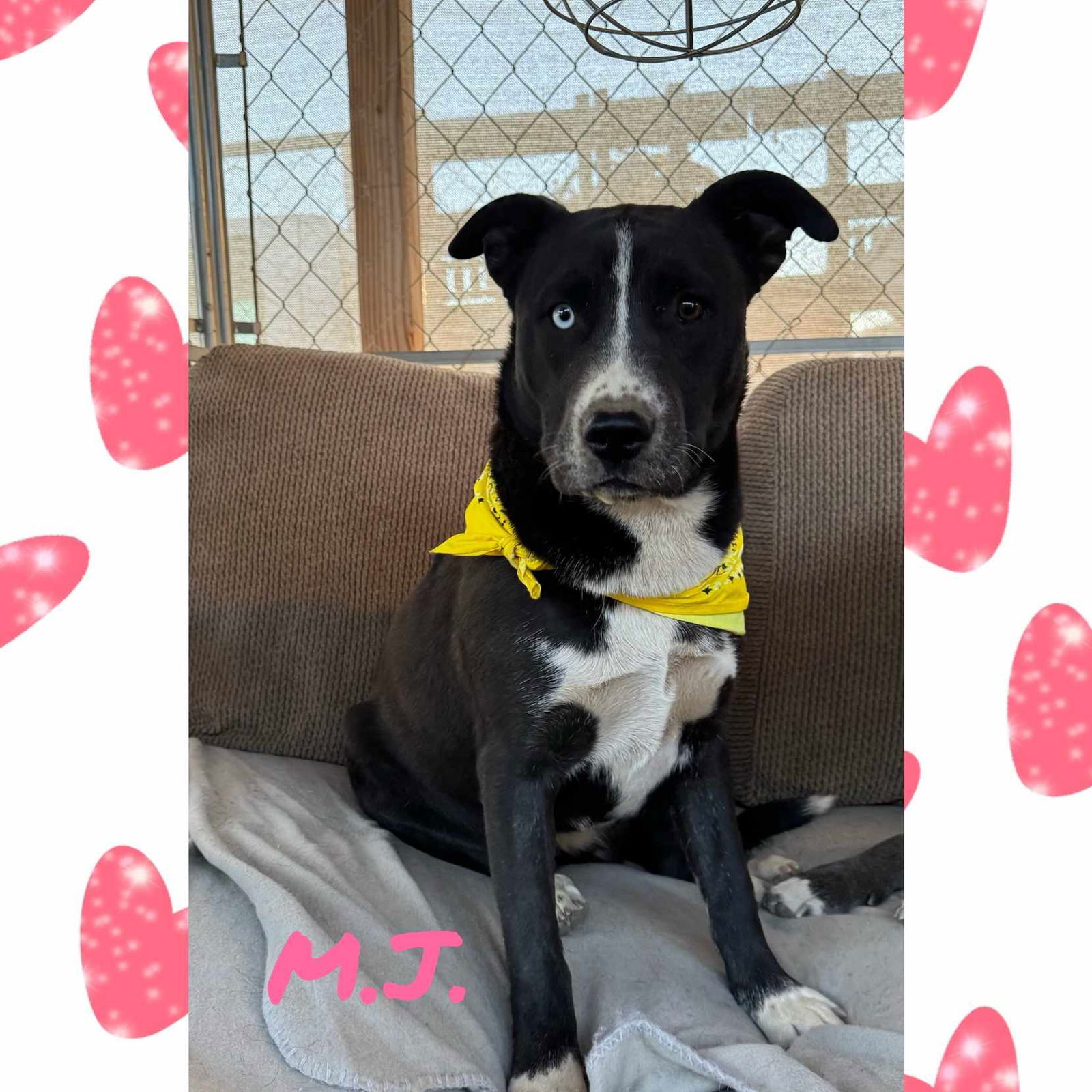 adoptable Dog in Wrightwood, CA named MJ