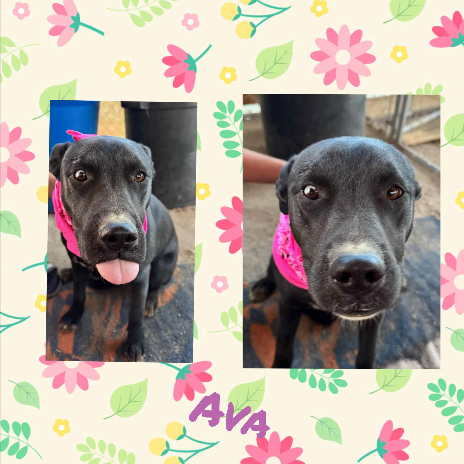 adoptable Dog in Wrightwood, CA named AVA