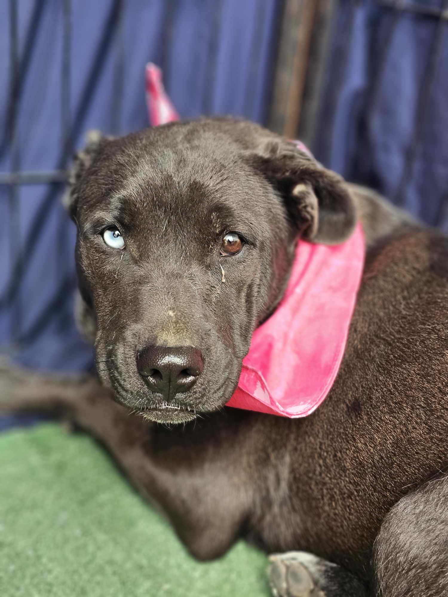 adoptable Dog in Wrightwood, CA named Maya