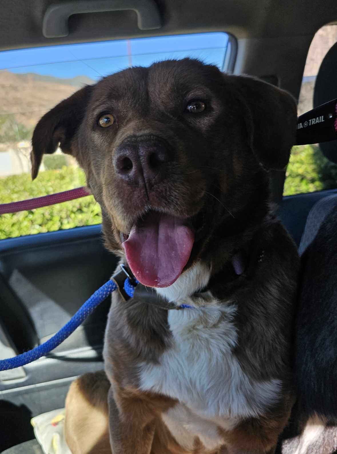 adoptable Dog in Wrightwood, CA named Lady