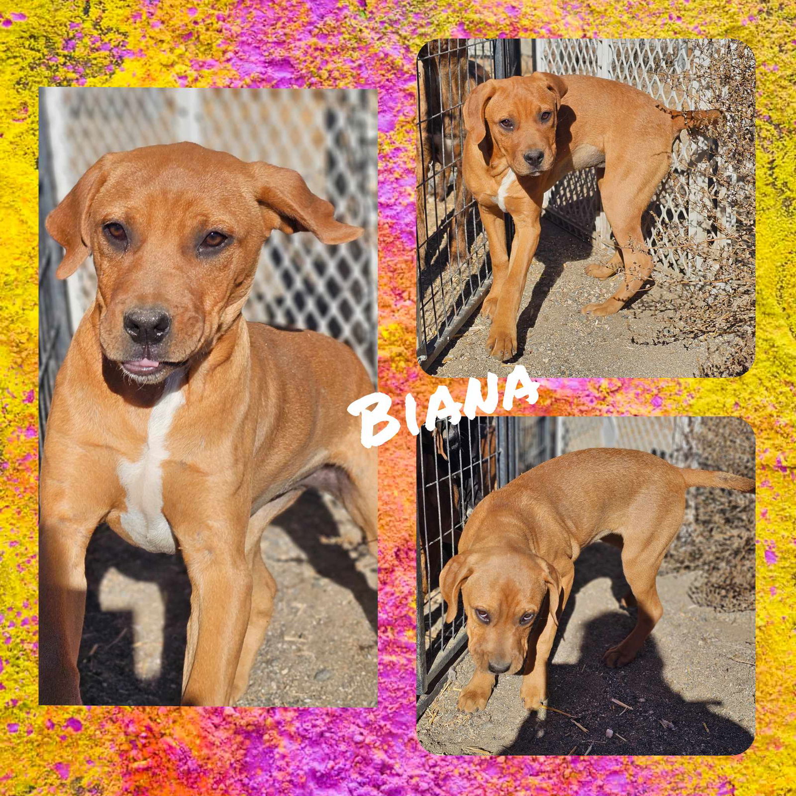 adoptable Dog in Wrightwood, CA named Biana