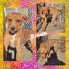 adoptable Dog in  named Biana