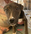 adoptable Dog in wrightwood, CA named Jewel