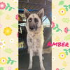 adoptable Dog in  named Amber