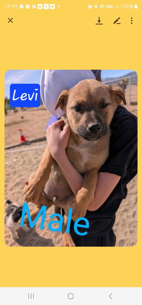 picture of the dog needing adoption
