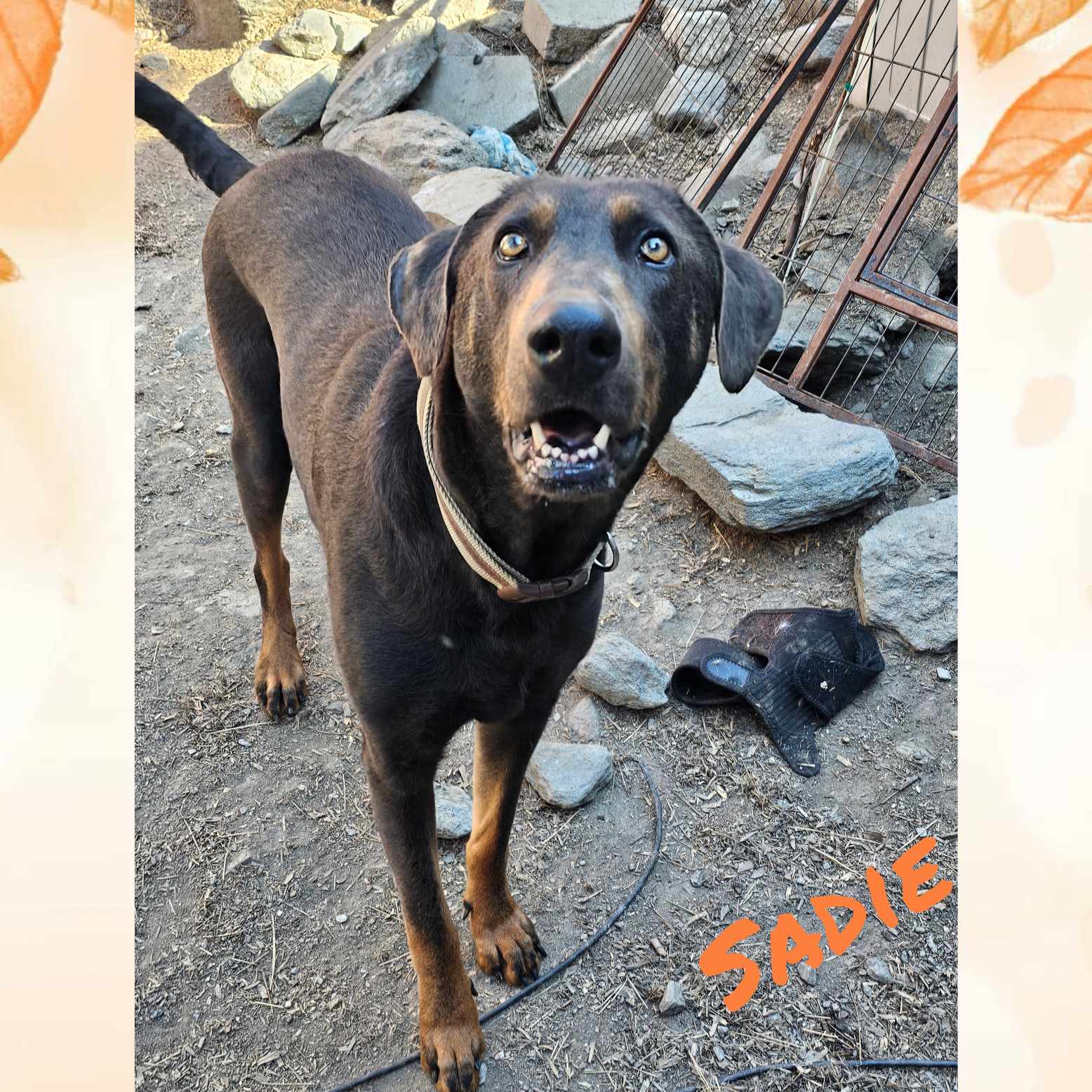 adoptable Dog in Wrightwood, CA named Sadie