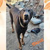 adoptable Dog in wrightwood, CA named Sadie