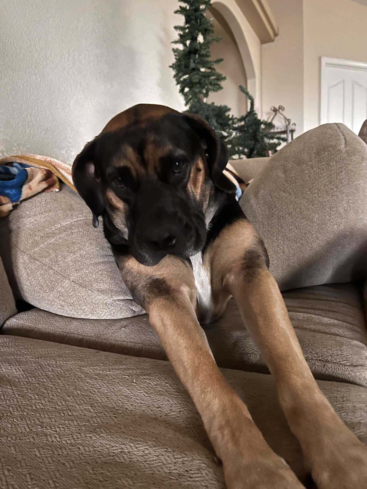 adoptable Dog in Wrightwood, CA named Hunter