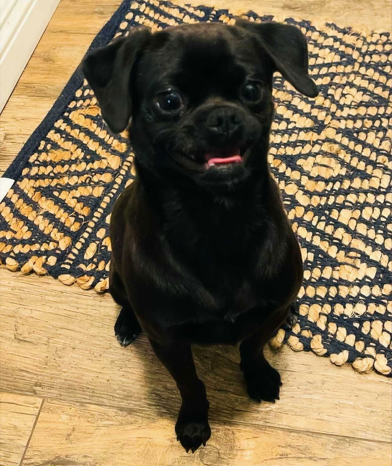 adoptable Dog in Wrightwood, CA named Mister
