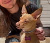 adoptable Dog in wrightwood, CA named Ginger