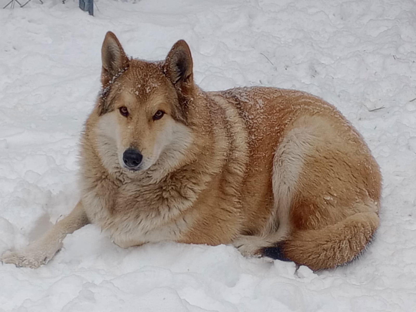 adoptable Dog in Wrightwood, CA named Borfy