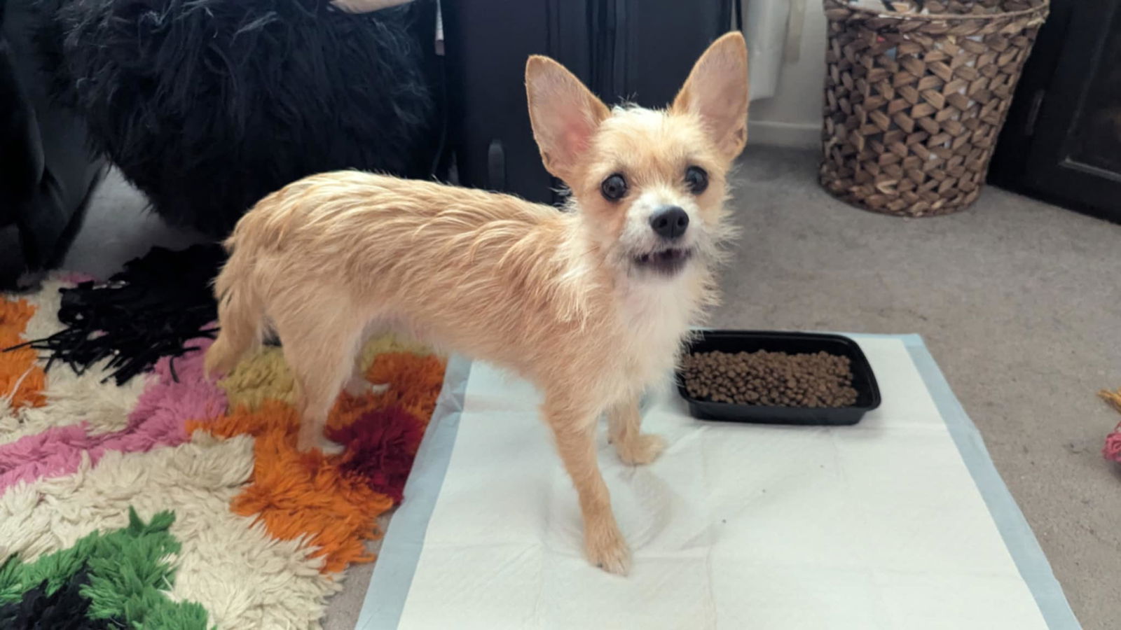 adoptable Dog in Wrightwood, CA named Penelope