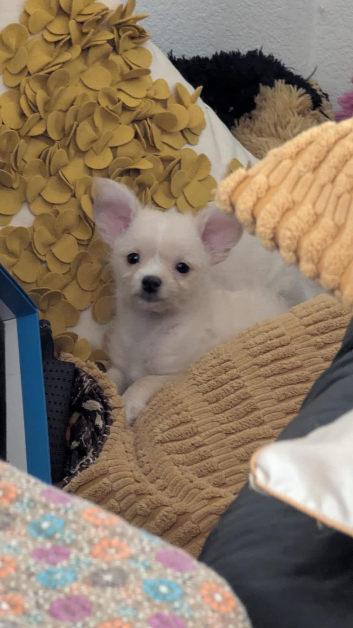 adoptable Dog in Wrightwood, CA named Daisy