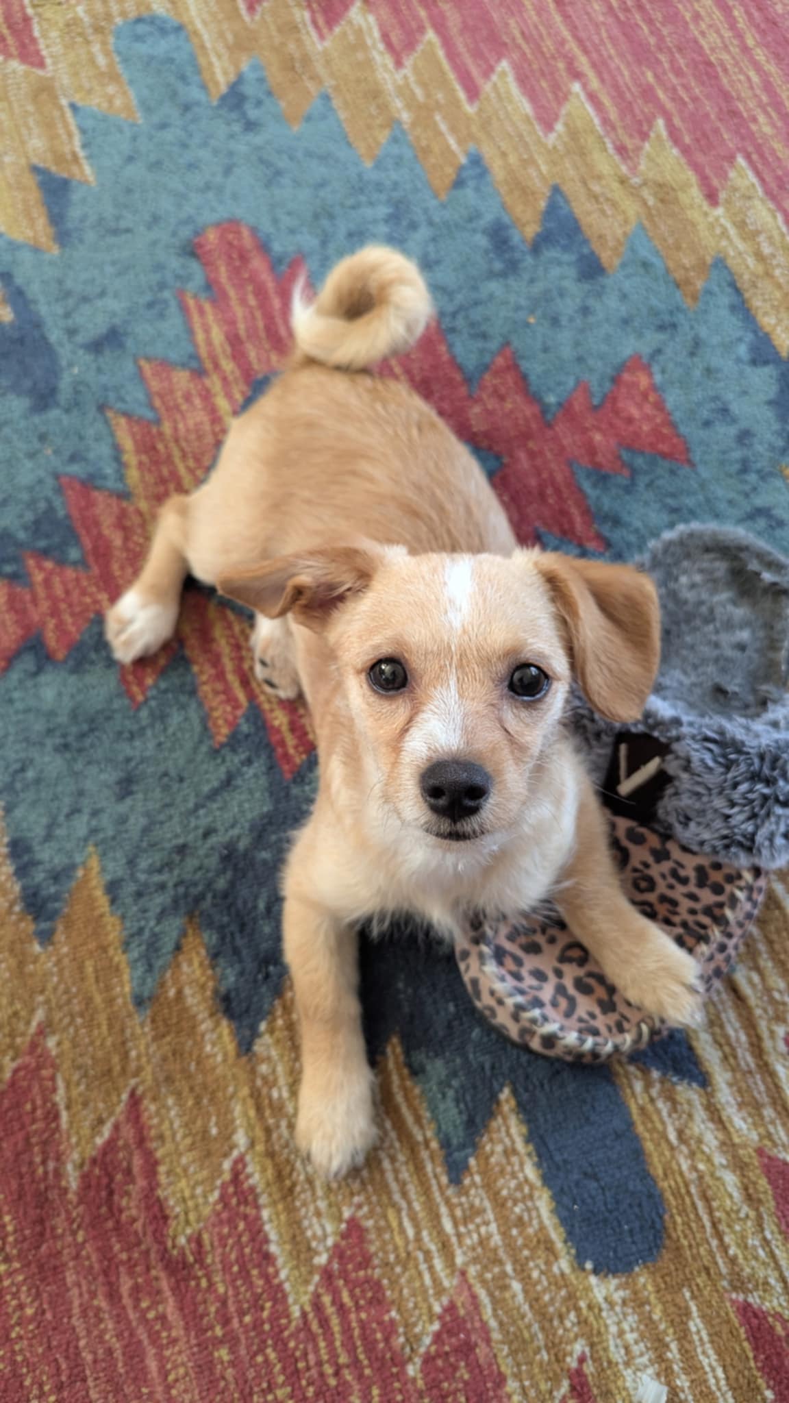 adoptable Dog in Wrightwood, CA named Petunia