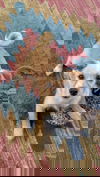 adoptable Dog in wrightwood, CA named Petunia