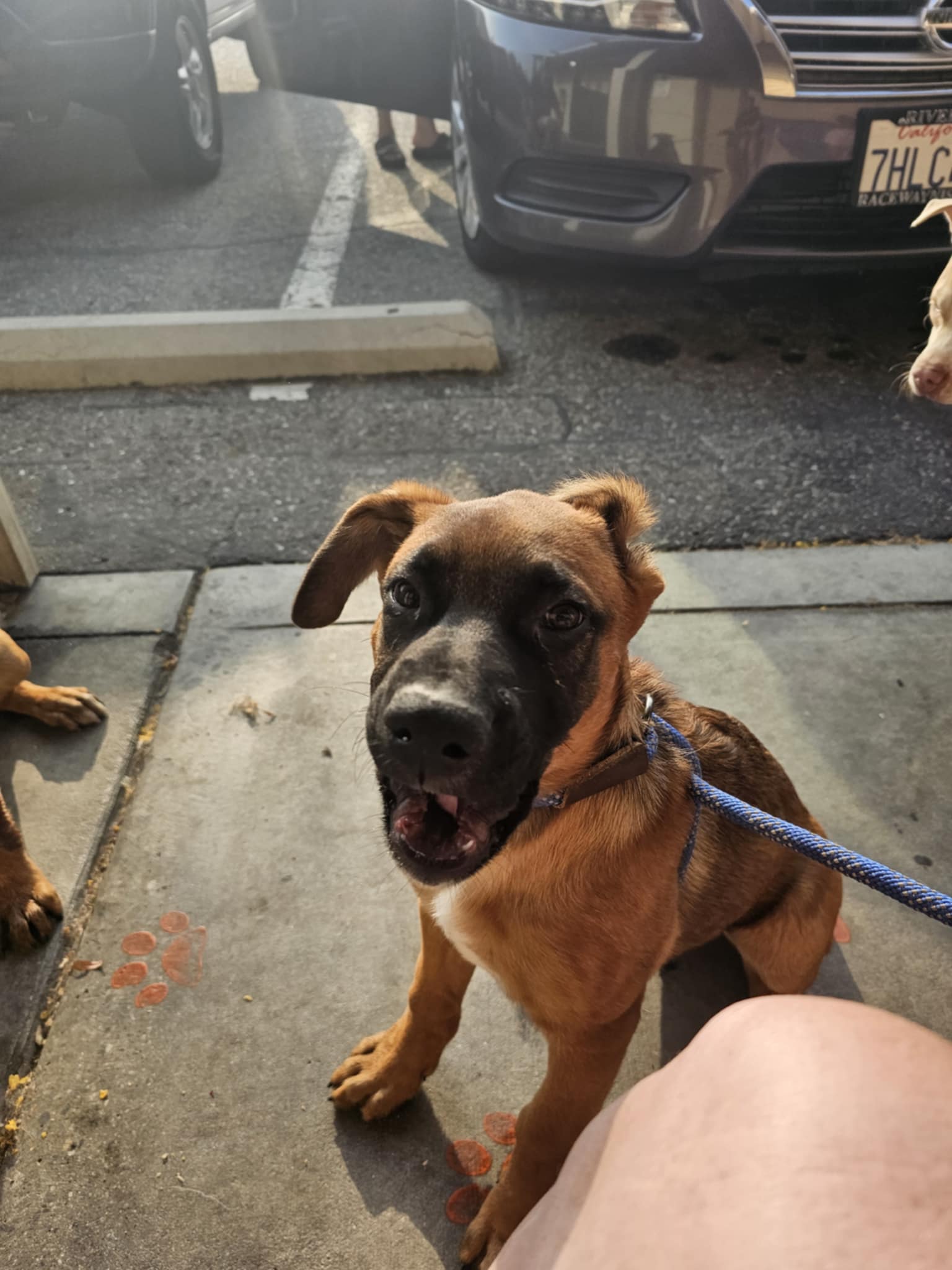 adoptable Dog in Wrightwood, CA named Niko