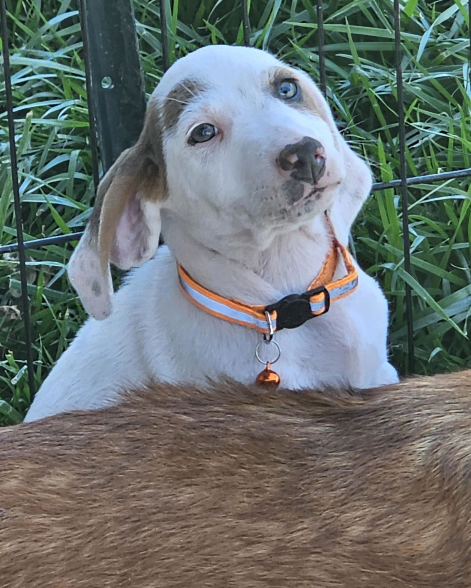 adoptable Dog in Wrightwood, CA named Groucho
