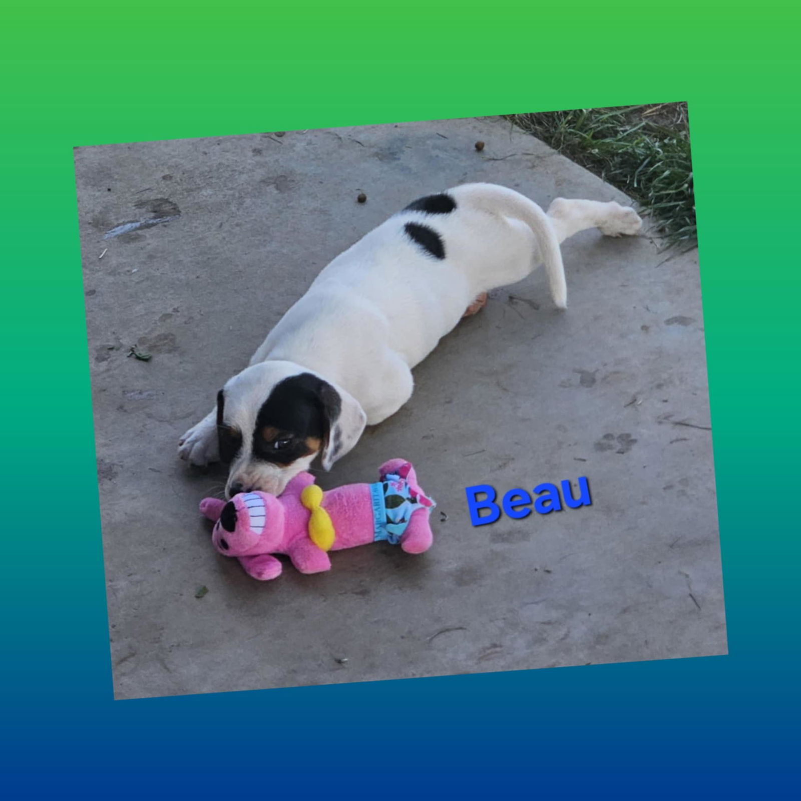adoptable Dog in Wrightwood, CA named Beau