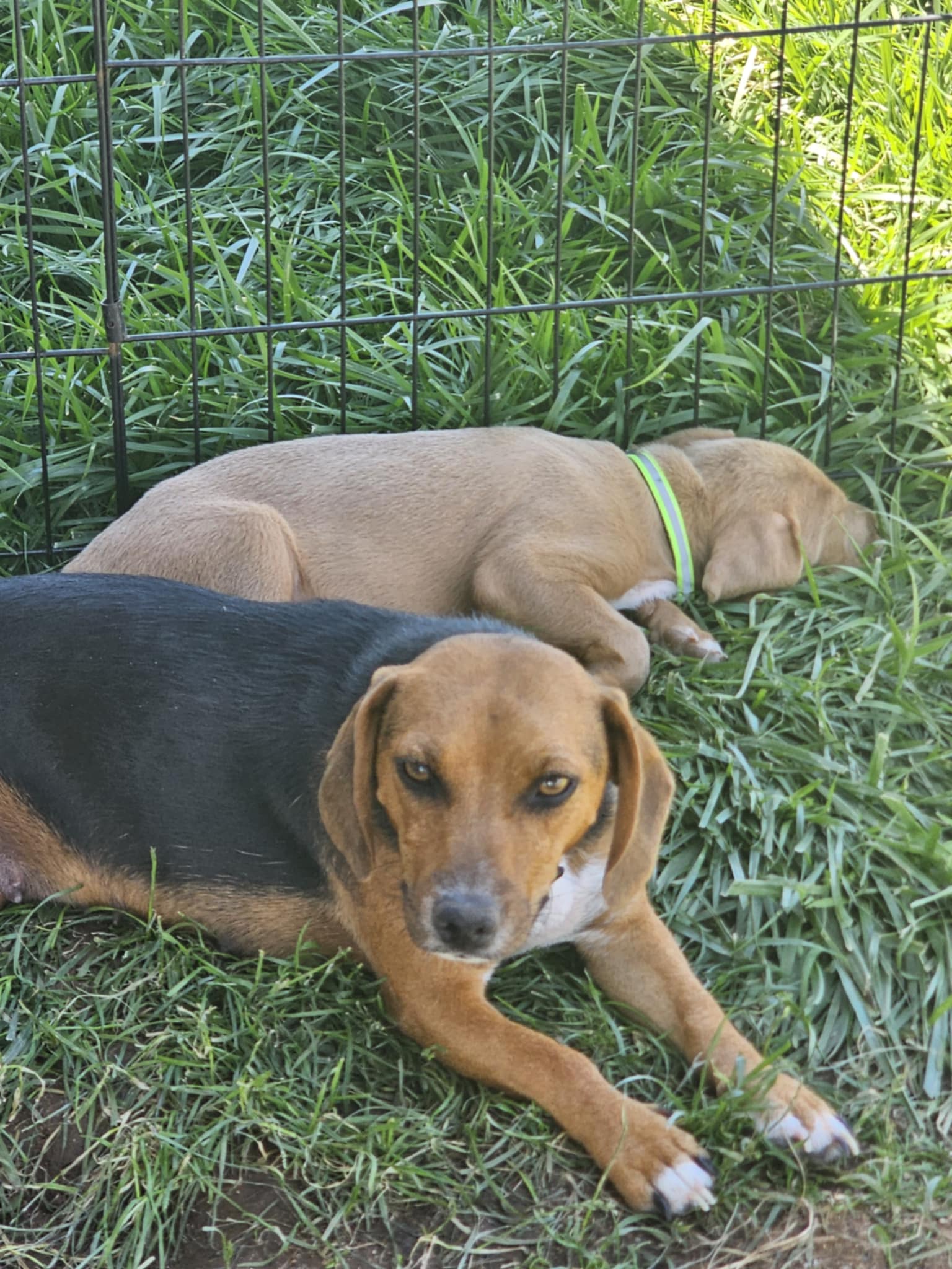 adoptable Dog in Wrightwood, CA named Zee