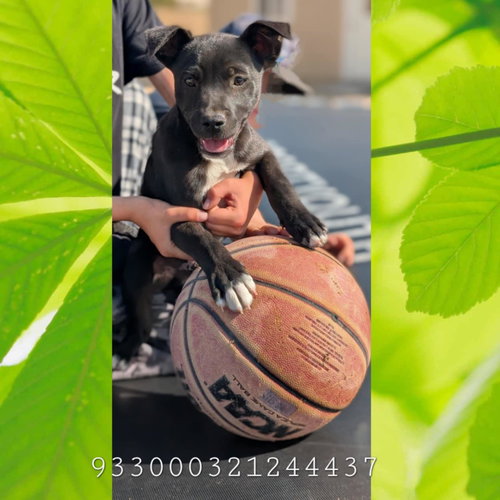 picture of the dog needing adoption