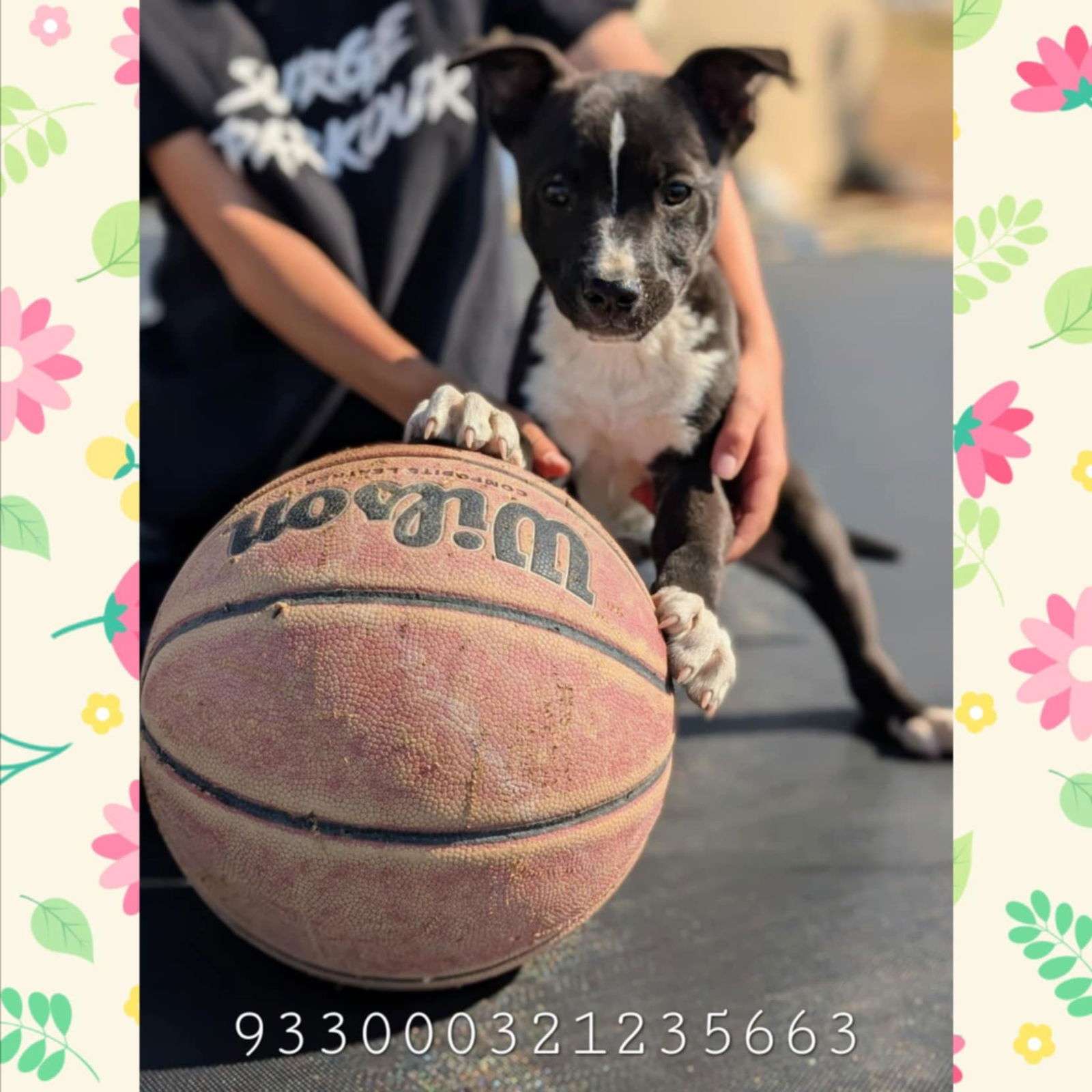 adoptable Dog in Wrightwood, CA named Kyle