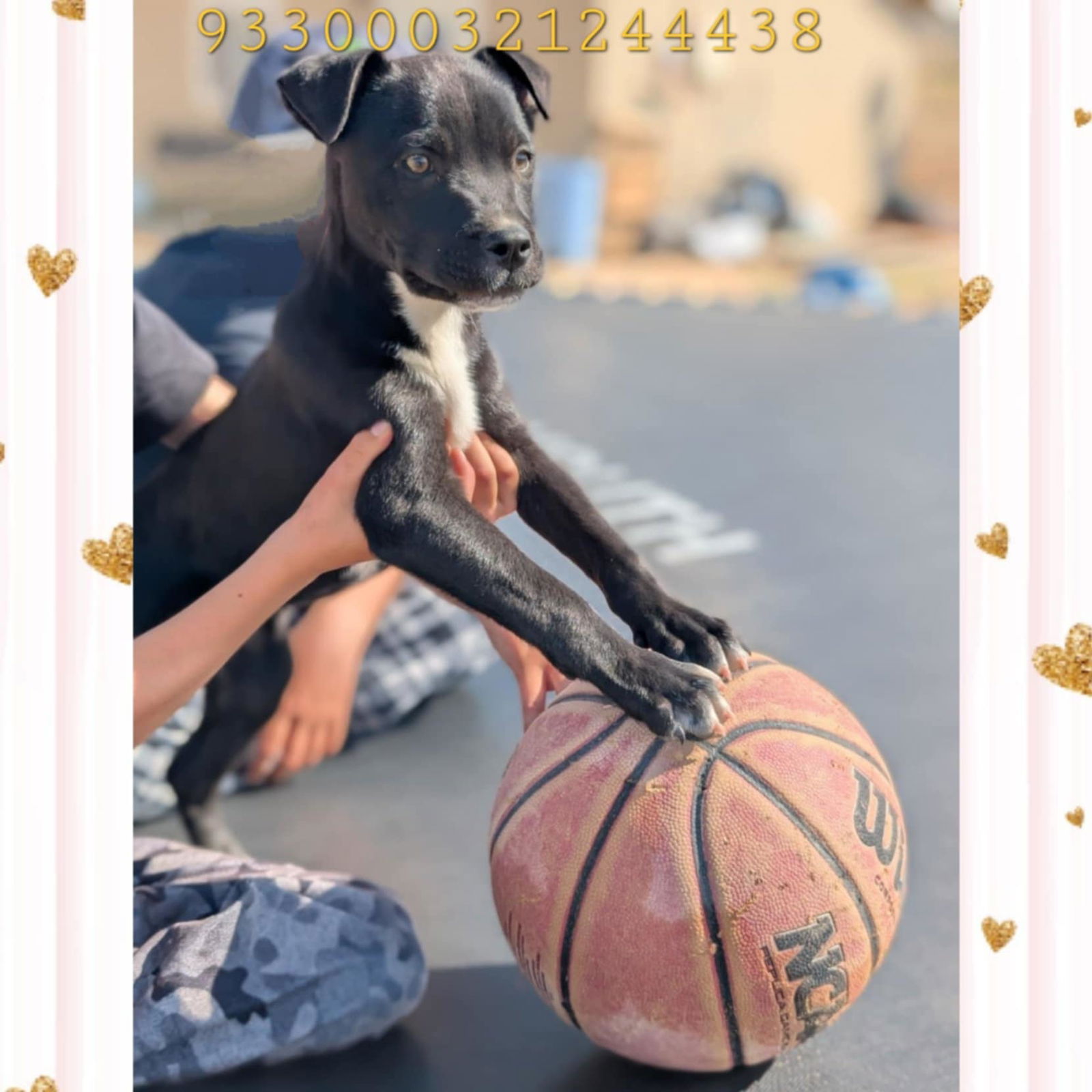 adoptable Dog in Wrightwood, CA named Kurtis