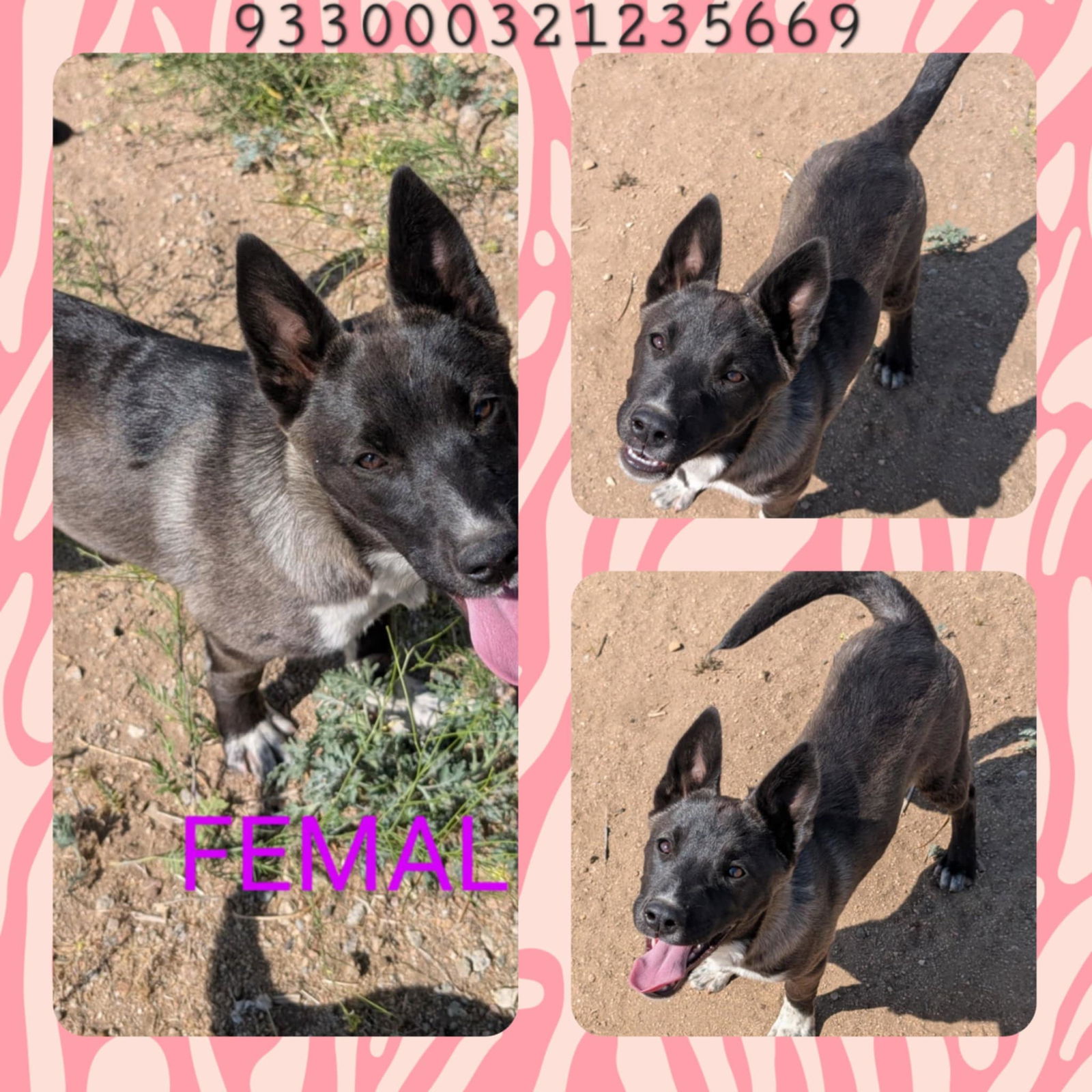 adoptable Dog in Wrightwood, CA named Foxy