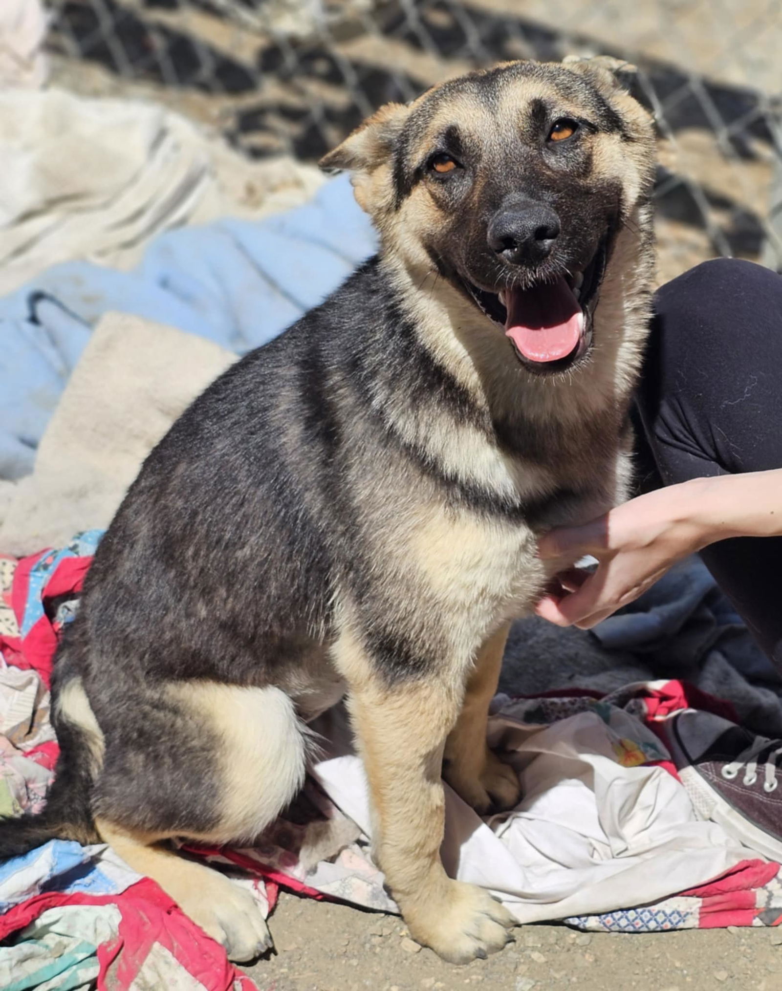 adoptable Dog in Wrightwood, CA named Valkyrie