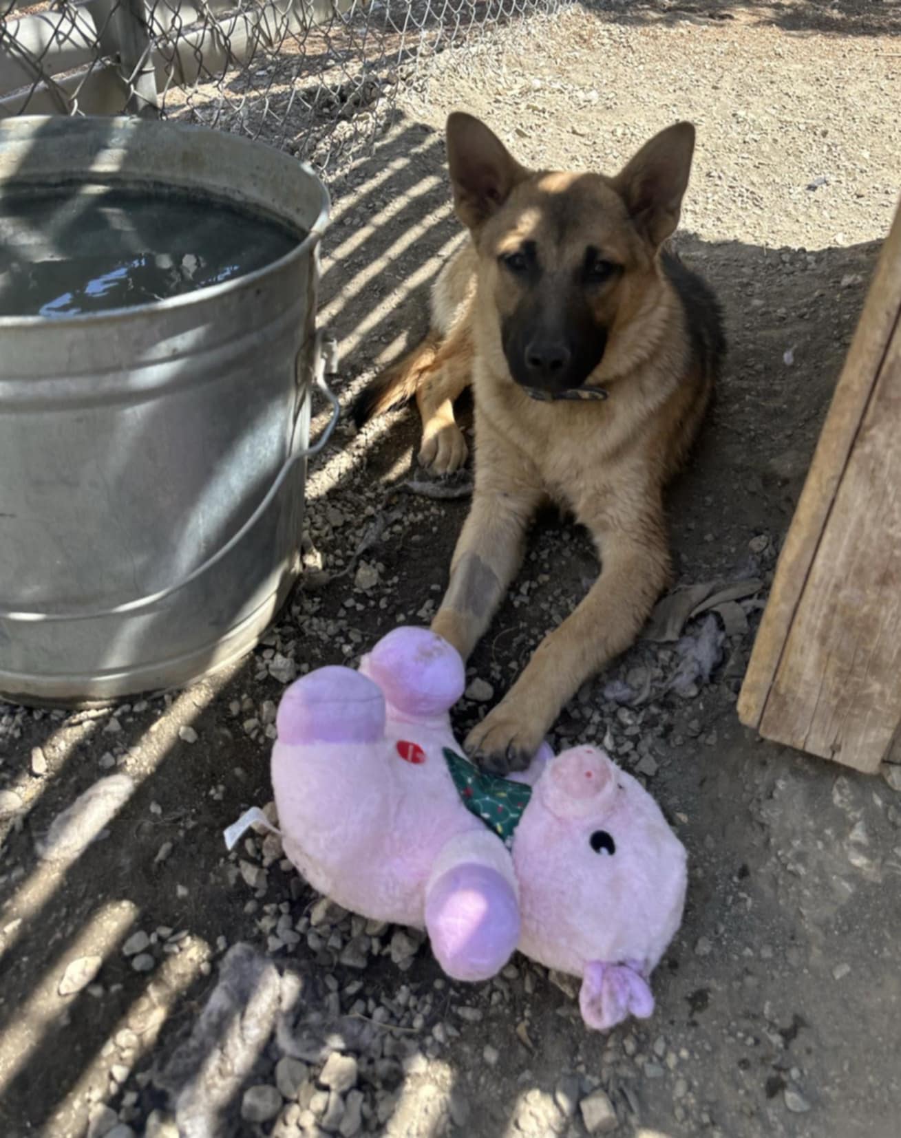 adoptable Dog in Wrightwood, CA named ragnar