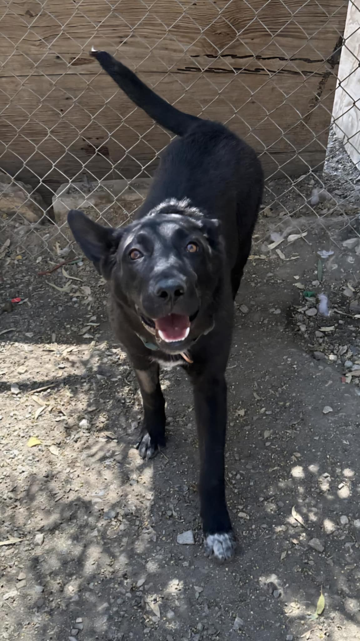 adoptable Dog in Wrightwood, CA named Freya