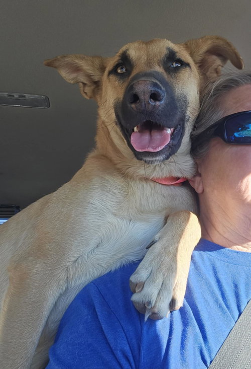 picture of the dog needing adoption