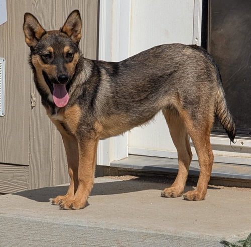 picture of the dog needing adoption