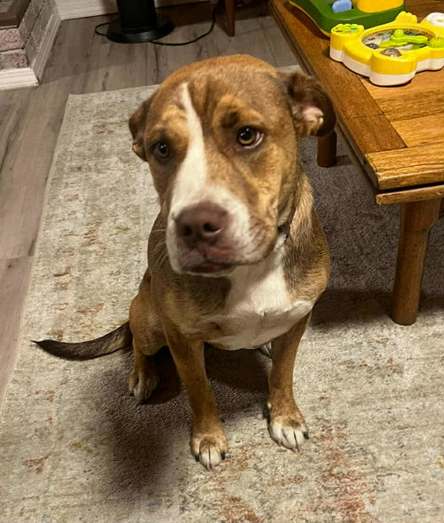 picture of the dog needing adoption