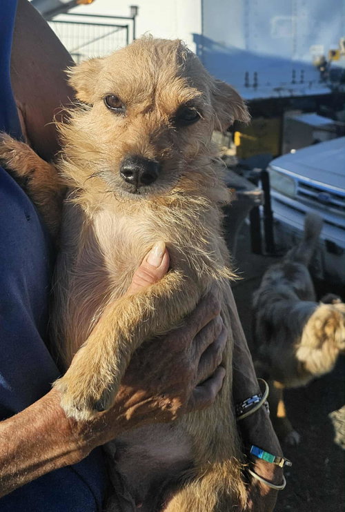 picture of the dog needing adoption
