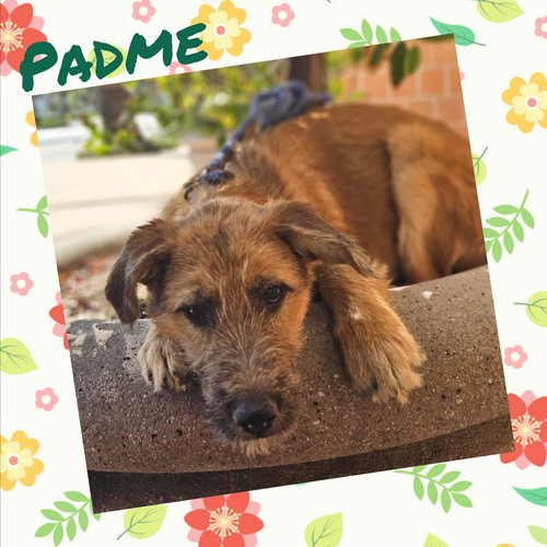 picture of the dog needing adoption