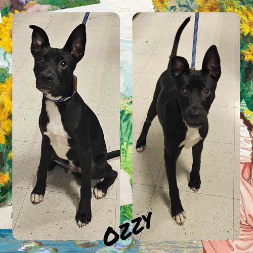 picture of the dog needing adoption