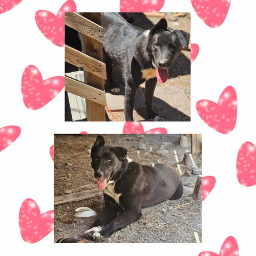 picture of the dog needing adoption