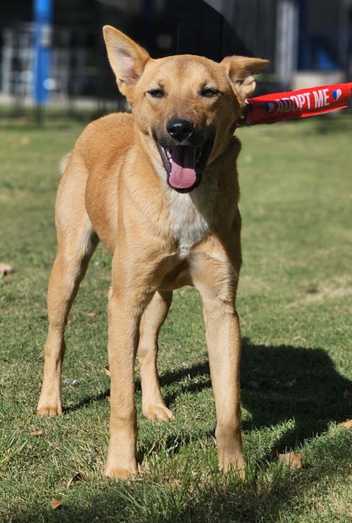 picture of the dog needing adoption