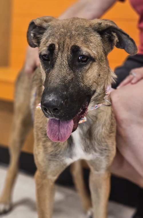 picture of the dog needing adoption