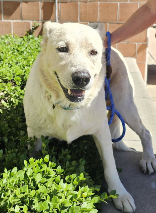 picture of the dog needing adoption