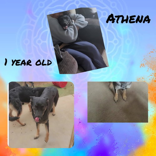picture of the dog needing adoption