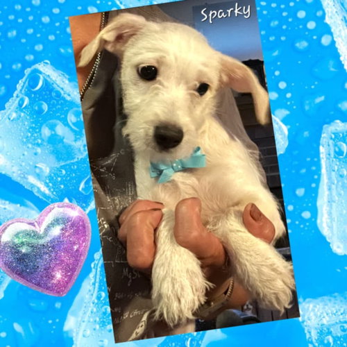 picture of the dog needing adoption