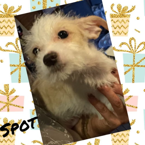picture of the dog needing adoption