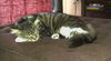 Kipling (TG) 5.11.14