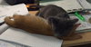 Creegan (SLK) 3.29.16