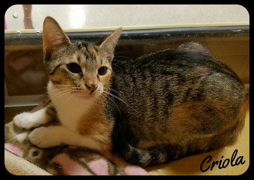 Criola (SM) 3.29.16