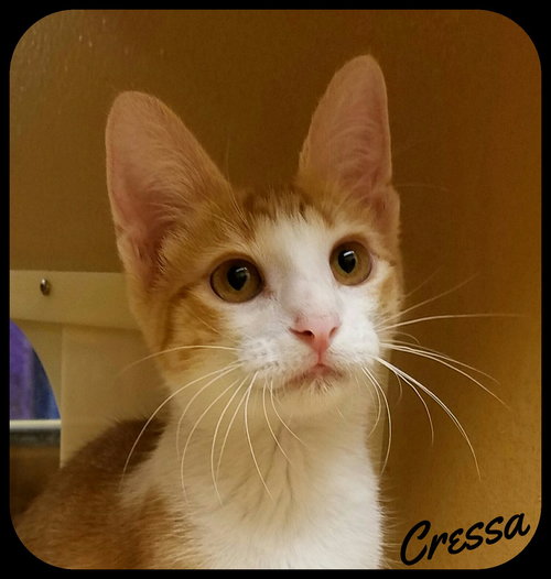 Cressa (SM) 3.29.16