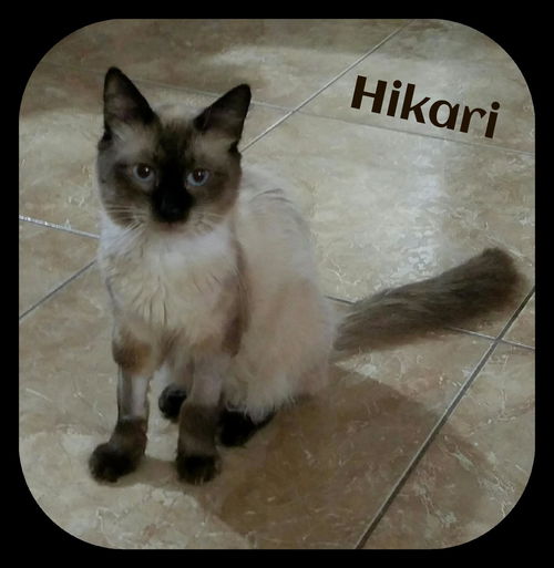 Hikari (MRM) 10.9.15