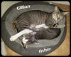 Jillyan/Gillian (MRM) 3.11.14