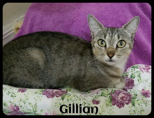Jillyan/Gillian (MRM) 3.11.14